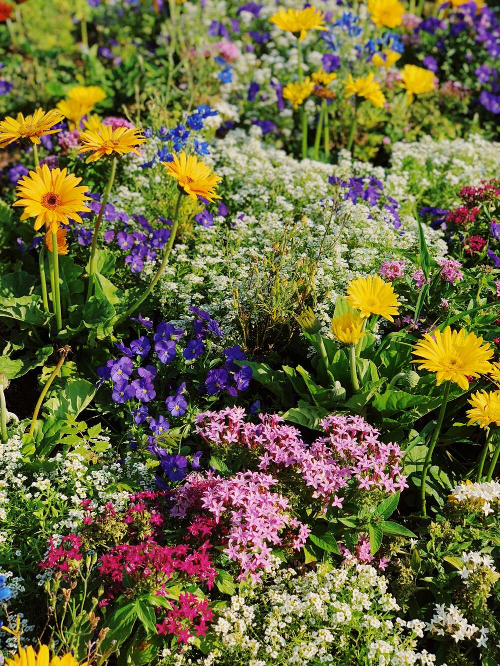 A colorful outdoor garden in full bloom